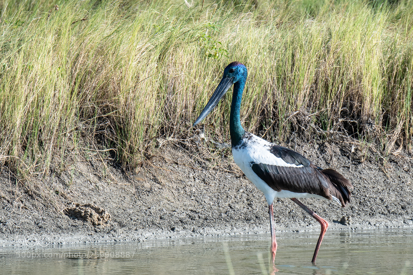 Nikon D500 sample photo. Jabiru photography