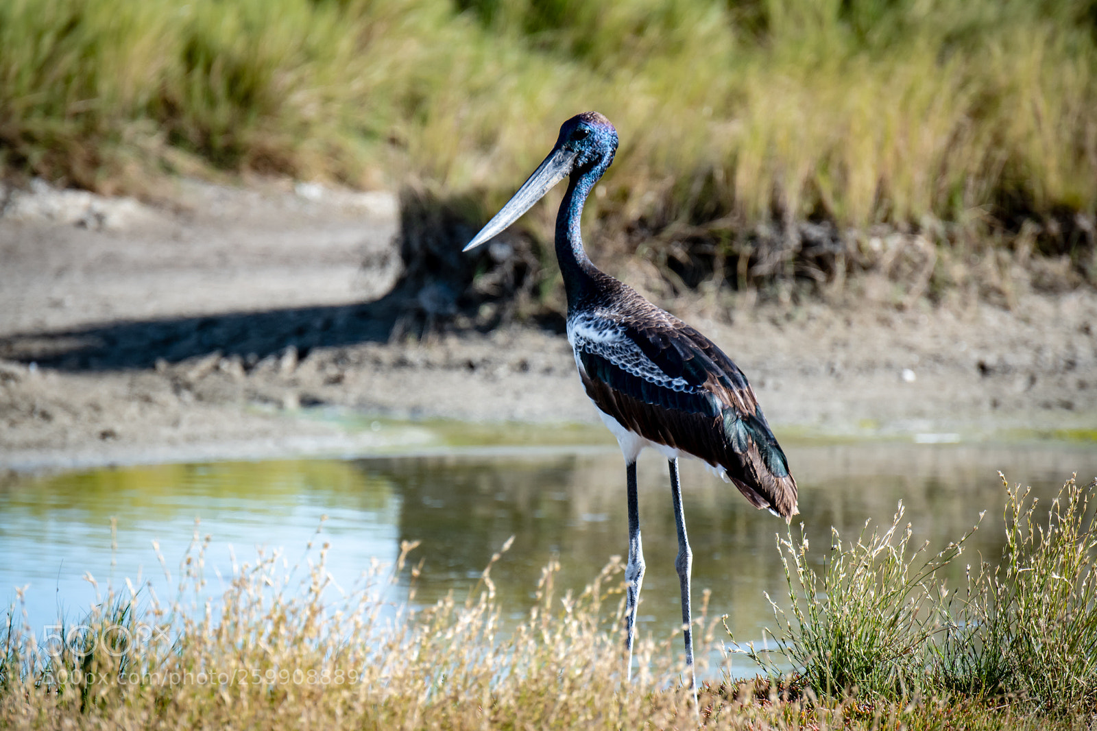 Nikon D500 sample photo. Jabiru juvenile photography