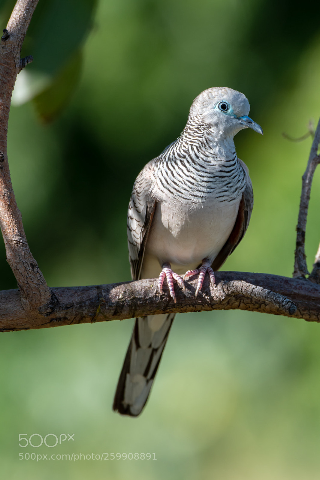 Nikon D500 sample photo. Peaceful dove photography