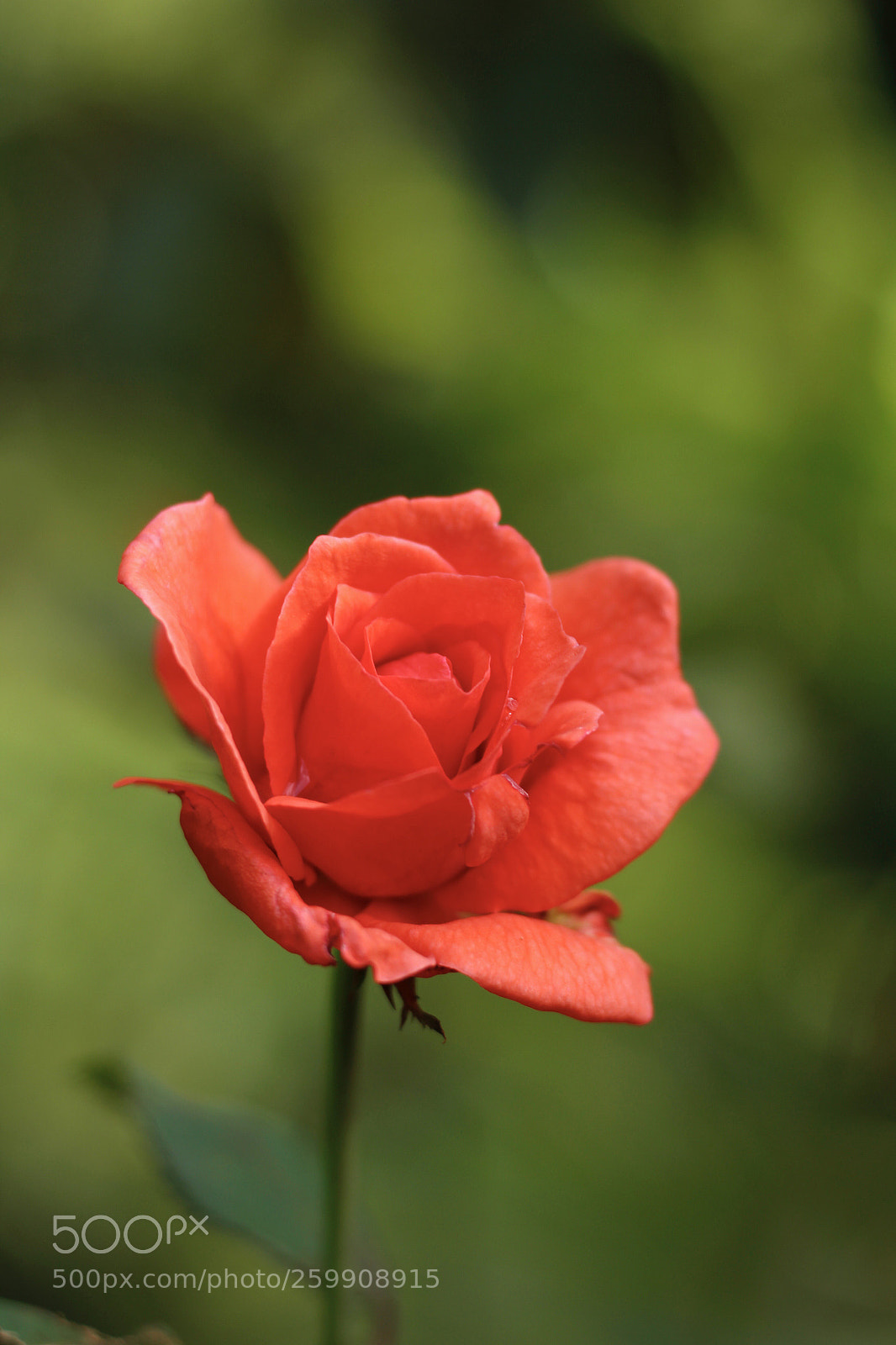 Canon EOS 700D (EOS Rebel T5i / EOS Kiss X7i) sample photo. Rosa photography