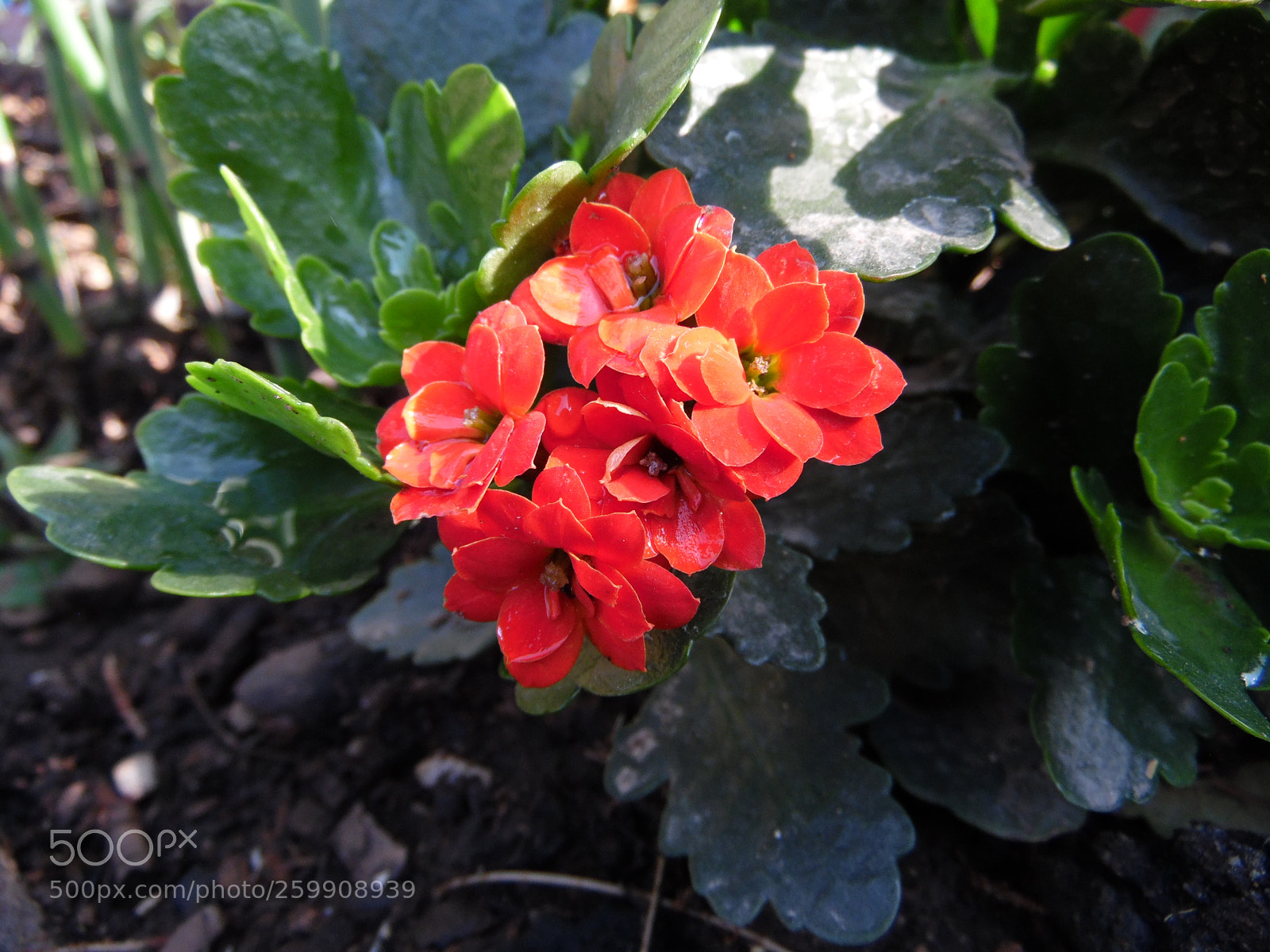 Samsung WB1100F/WB1101F/WB1102F sample photo. "lindas" photography