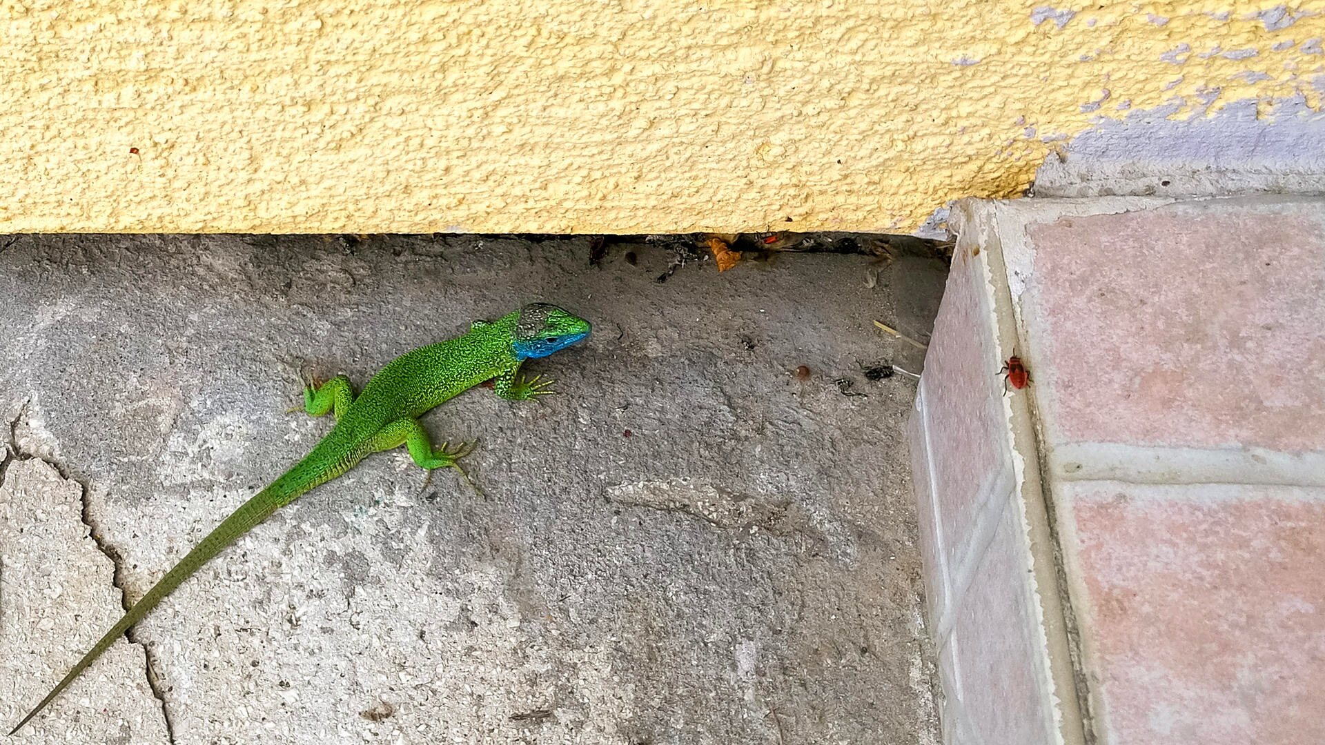 HUAWEI Honor 8 sample photo. Green lizard photography