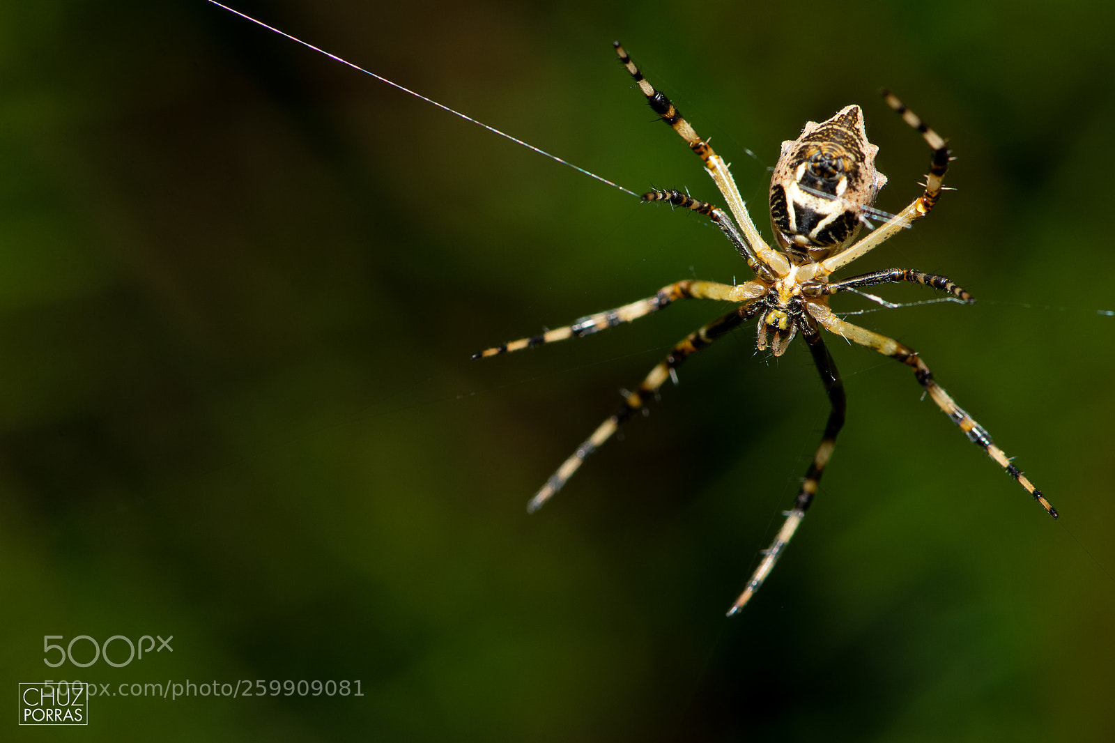 Nikon D7100 sample photo. Argiope argentata photography