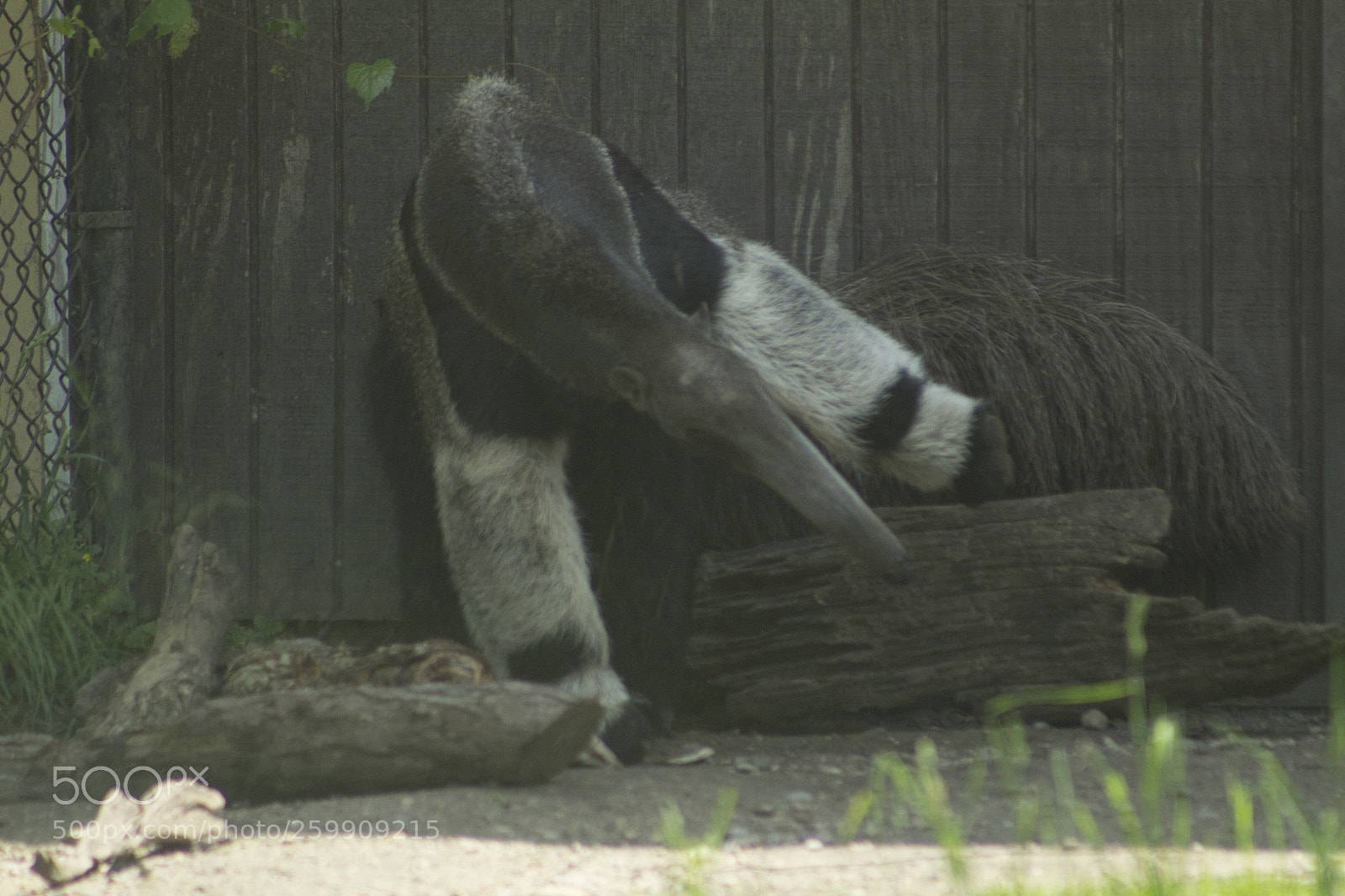 Canon EOS 1200D (EOS Rebel T5 / EOS Kiss X70 / EOS Hi) sample photo. Portrait of an anteater. photography