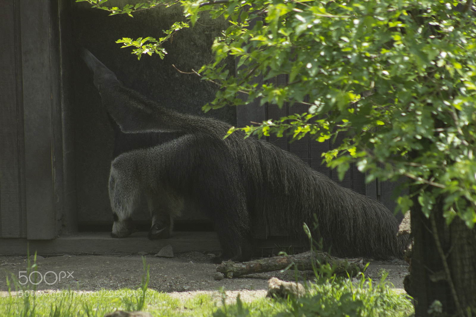 Canon EOS 1200D (EOS Rebel T5 / EOS Kiss X70 / EOS Hi) sample photo. Leaves and anteater. photography