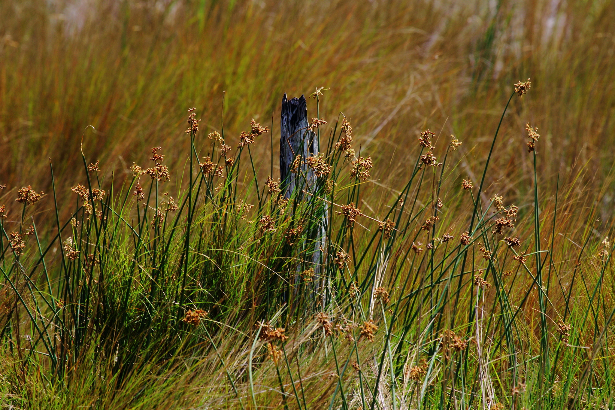 Canon EF 100-400mm F4.5-5.6L IS USM sample photo. Meadow photography