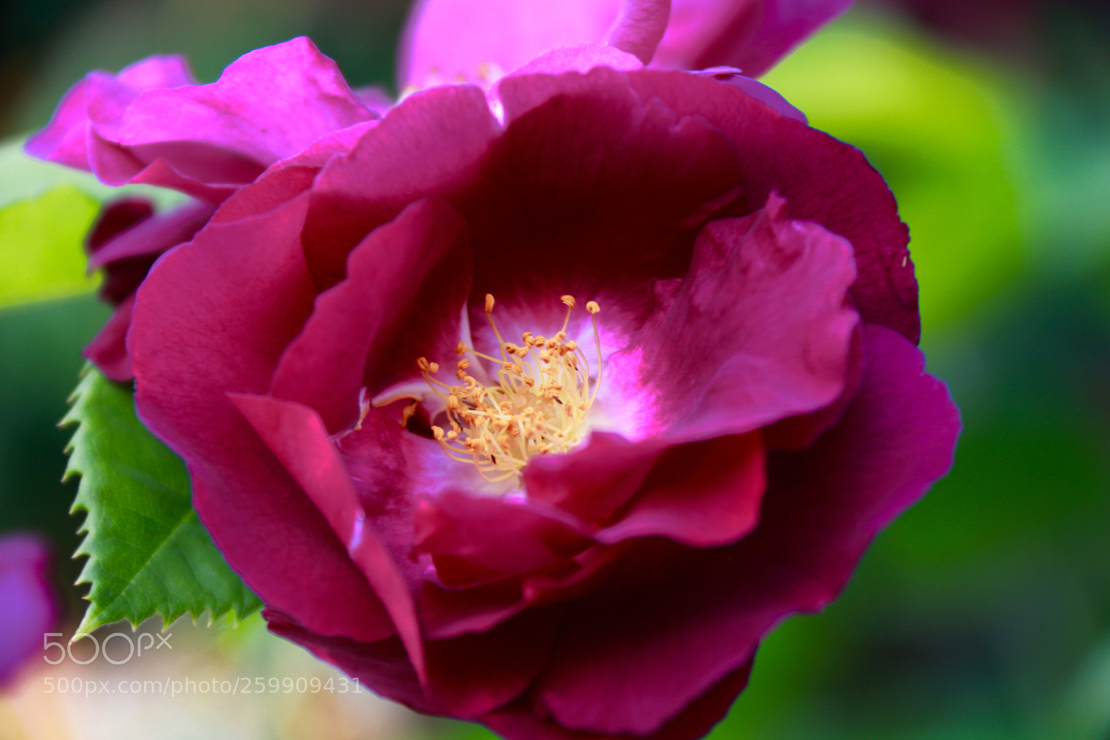 Canon EOS 750D (EOS Rebel T6i / EOS Kiss X8i) sample photo. Purple beauty photography