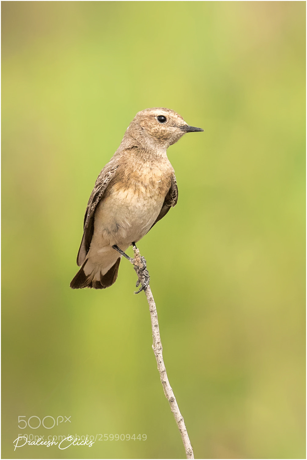 Nikon D500 sample photo. Isabelline wheatear photography