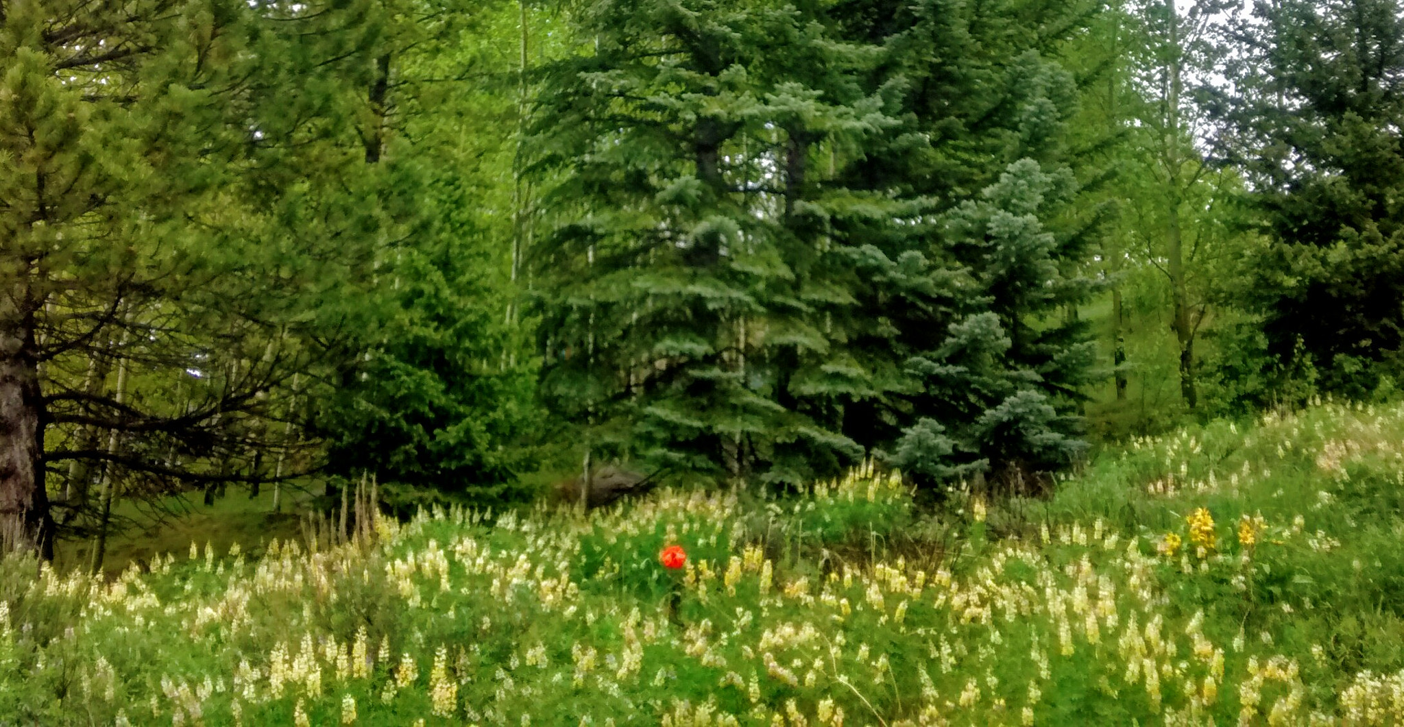 Motorola Moto G (1st Gen) sample photo. The lone poppy photography