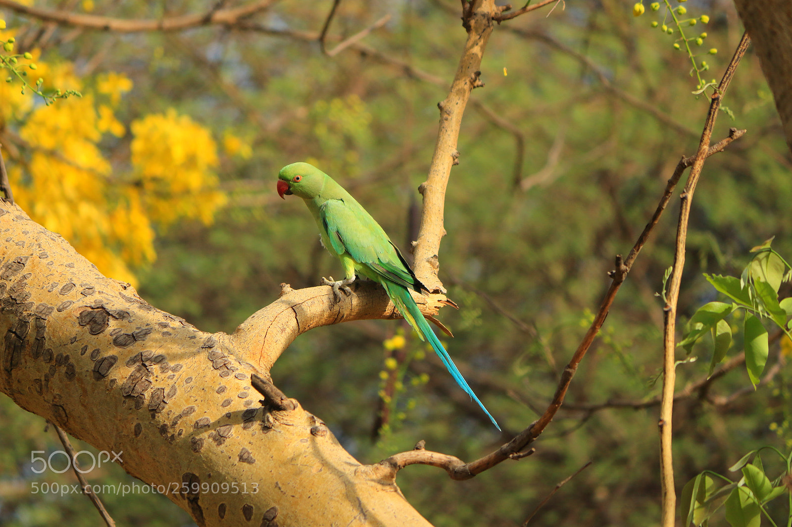 Canon EF-S 55-250mm F4-5.6 IS II sample photo. Resting parrot photography