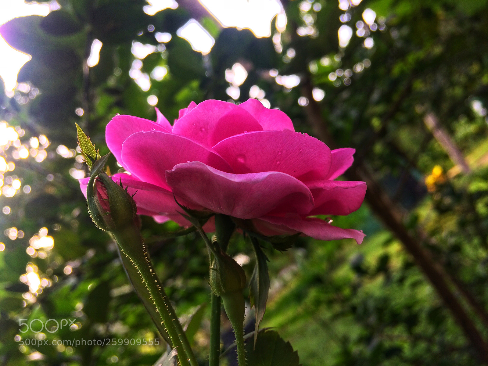 Apple iPhone 5s sample photo. Rose photography