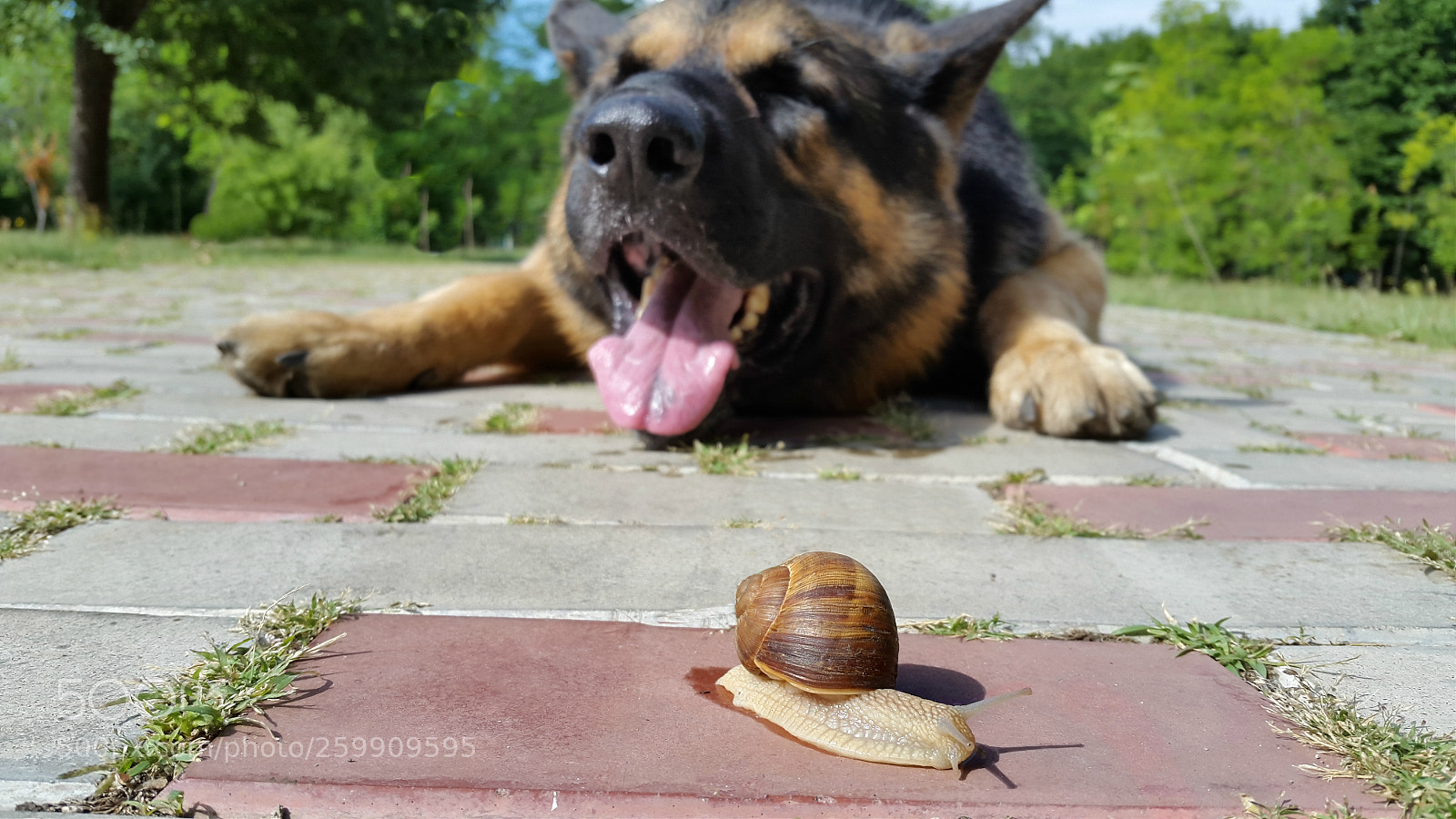 Samsung Galaxy S5 sample photo. Dog photography