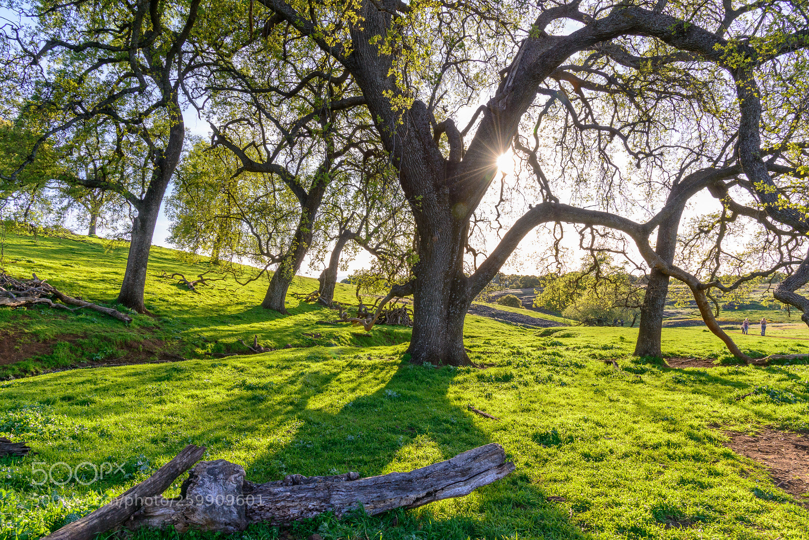 Nikon D800E sample photo. Table mountain, ca photography