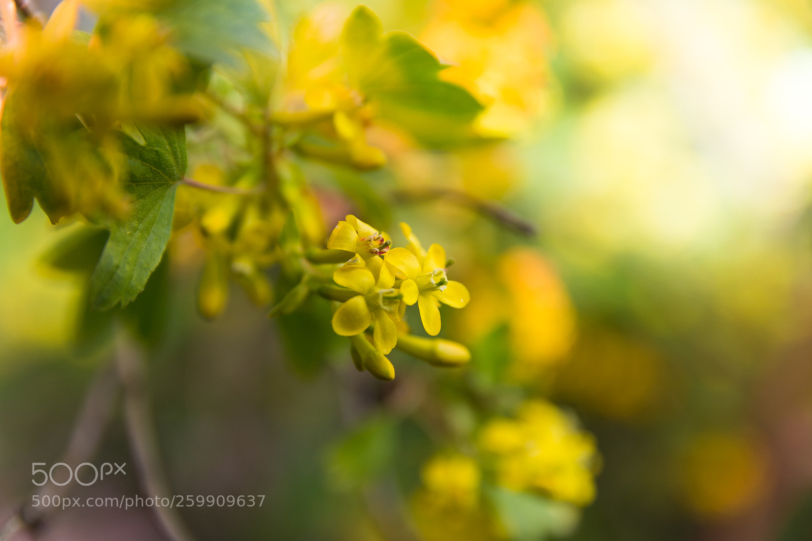 Nikon D7100 sample photo. Yellow blossoms photography