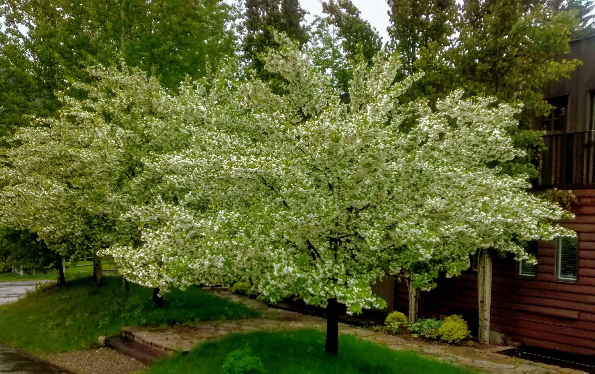 Motorola Moto G (1st Gen) sample photo. Fragrant blooms! photography