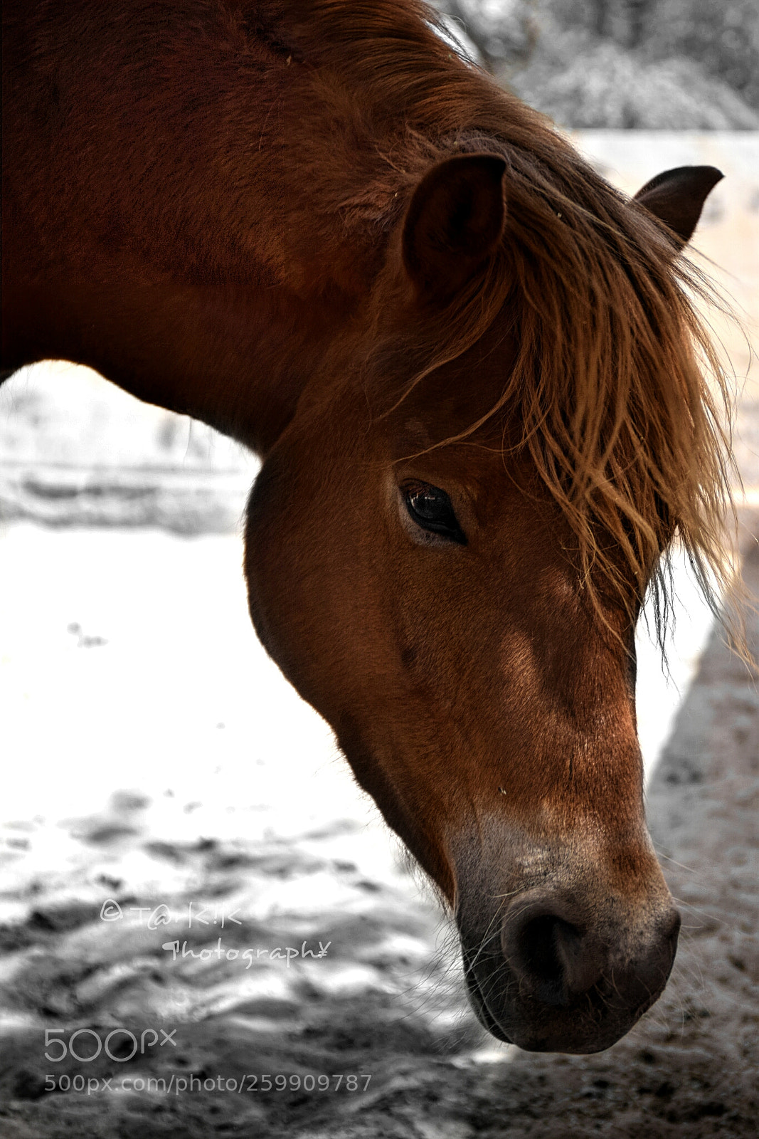 Nikon D5300 sample photo. Untitled photography