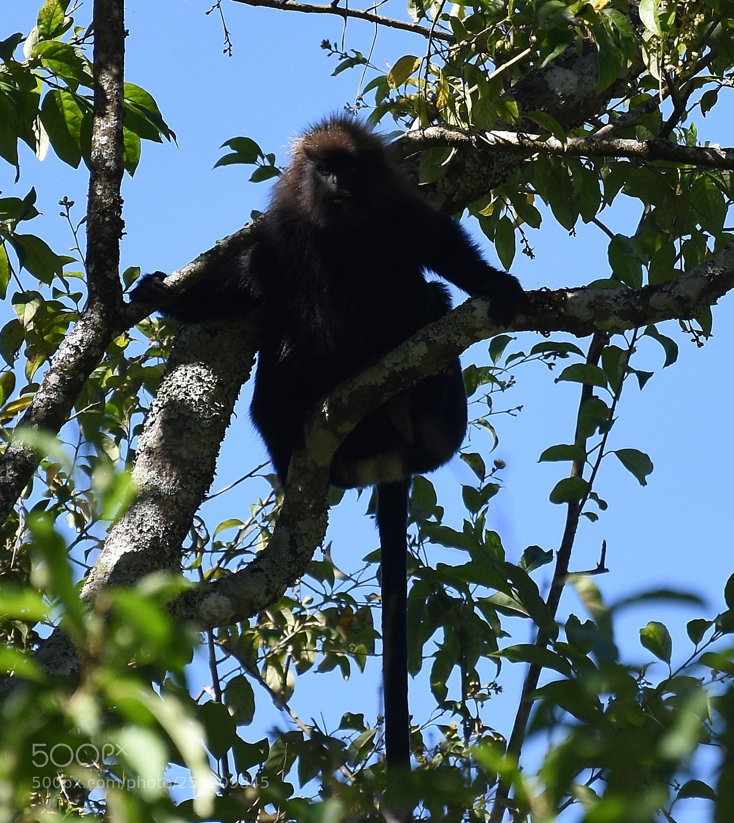 Nikon D7200 sample photo. Lion-tailed macaque photography