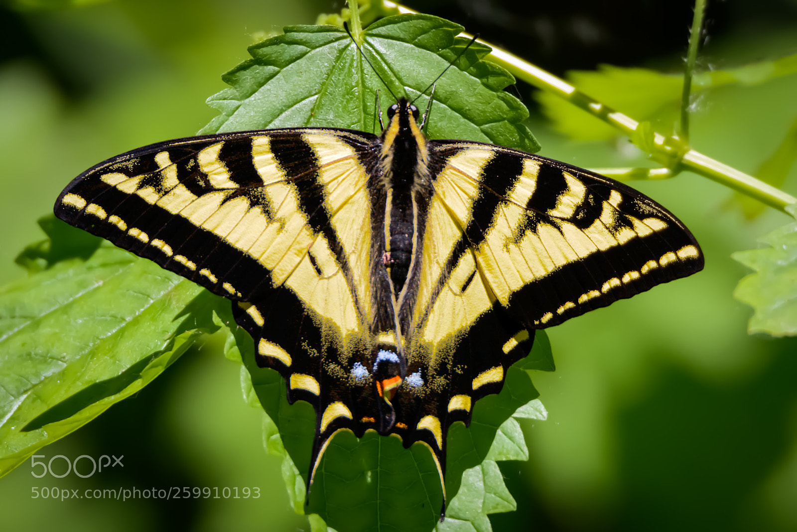 Nikon D800 sample photo. Western swallowtail photography