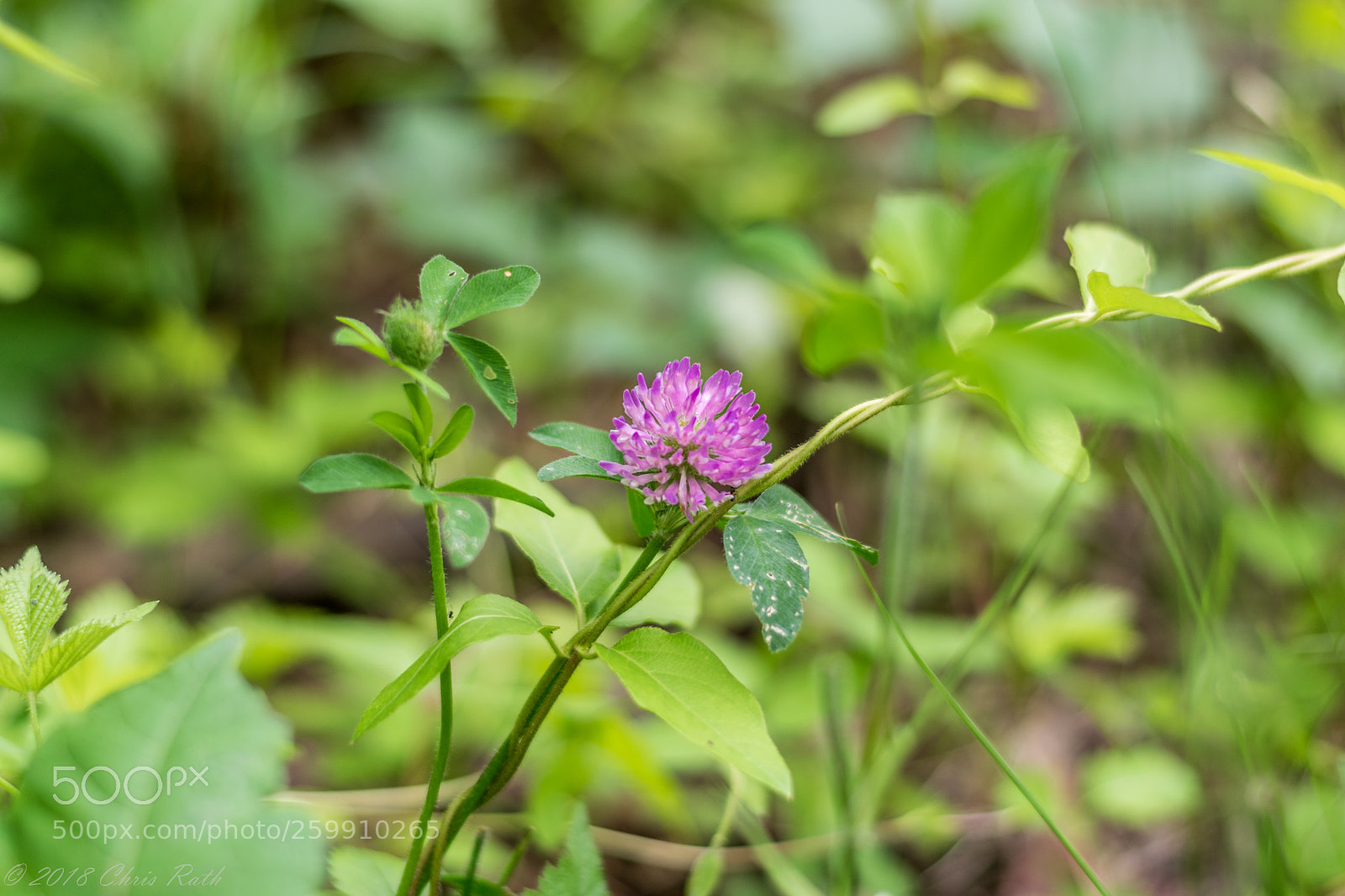 Nikon D5300 sample photo. D r canal on photography