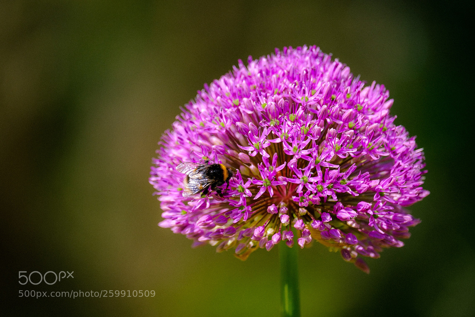 Fujifilm X-T20 sample photo. Bumblebee  photography