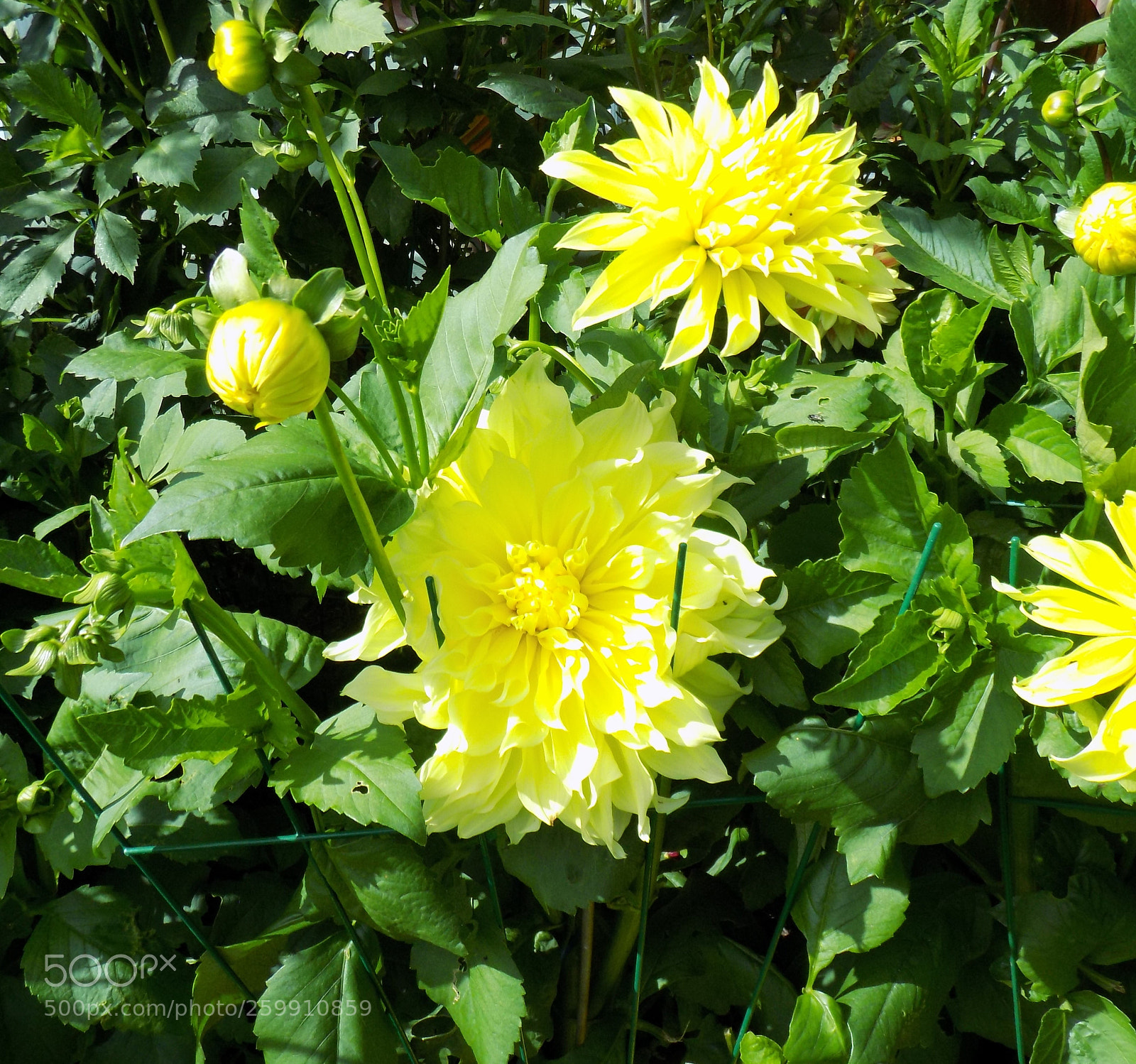 Nikon COOLPIX L330 sample photo. Flowers photography