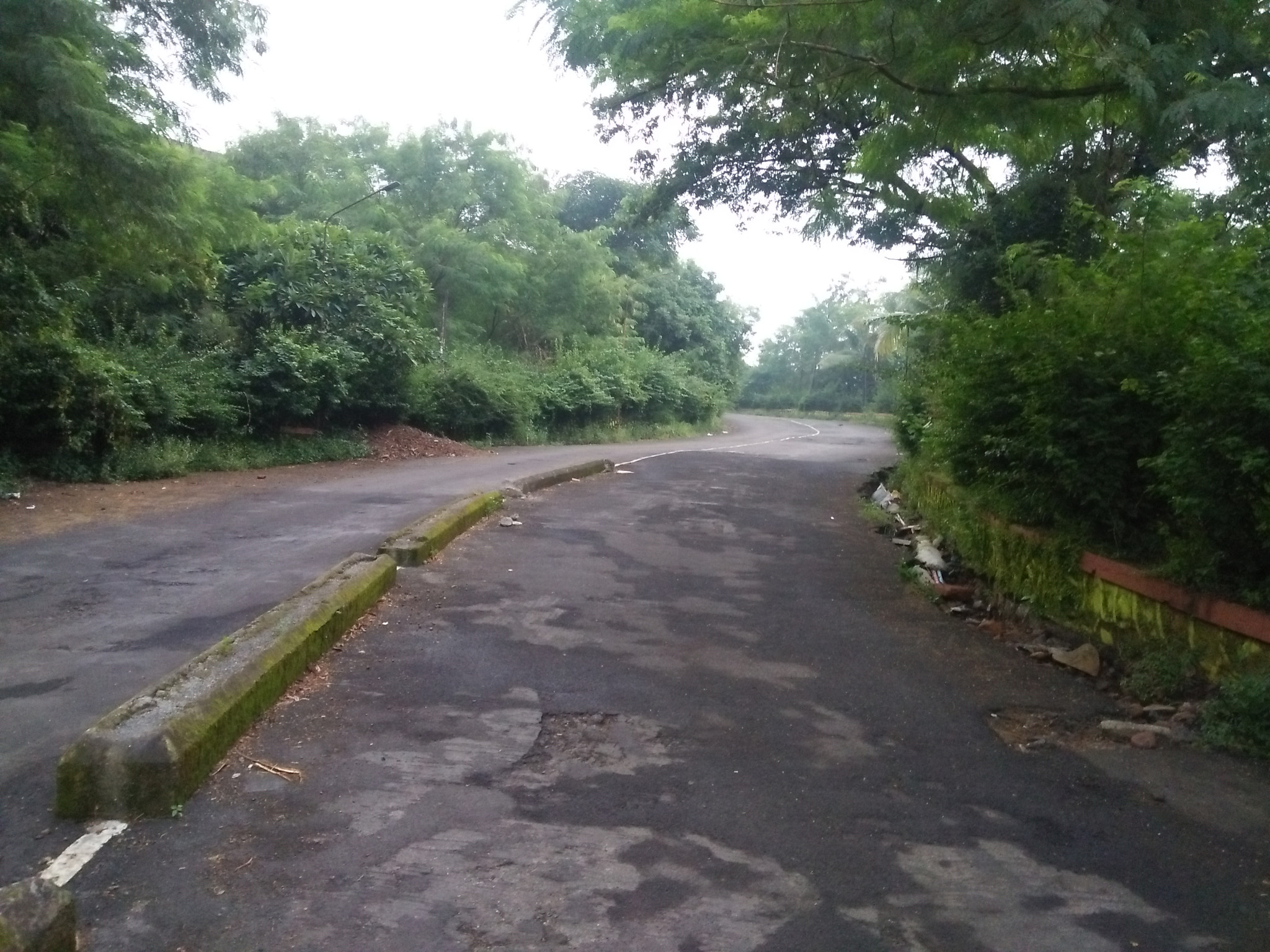 OPPO A37fw-International sample photo. Road in jungle photography