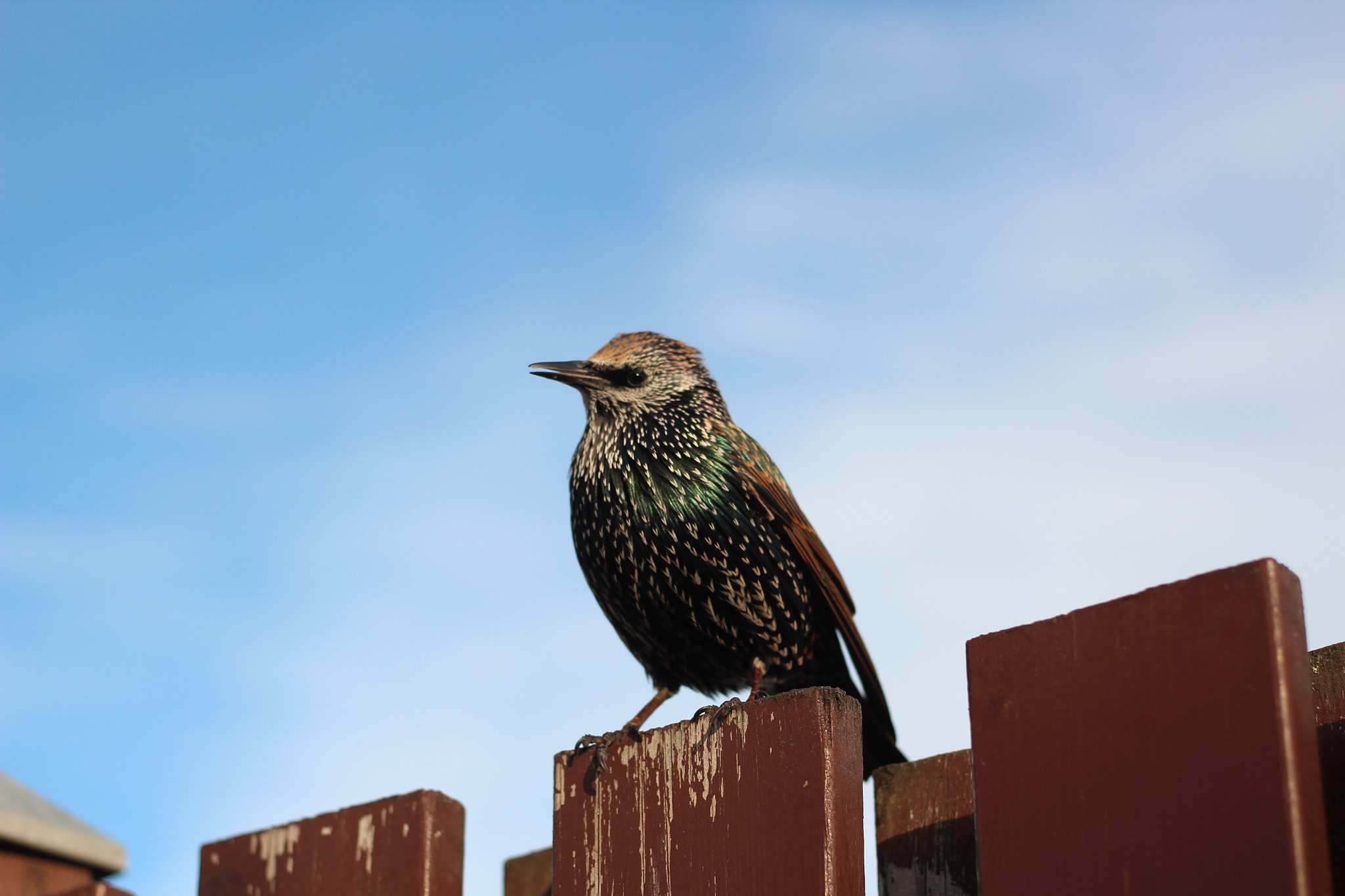Canon EOS 600D (Rebel EOS T3i / EOS Kiss X5) sample photo. Iceland photography