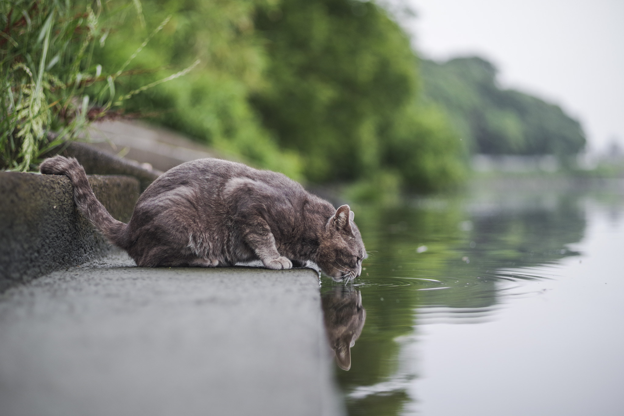 Pentax K-1 Mark II sample photo. Drinking water photography