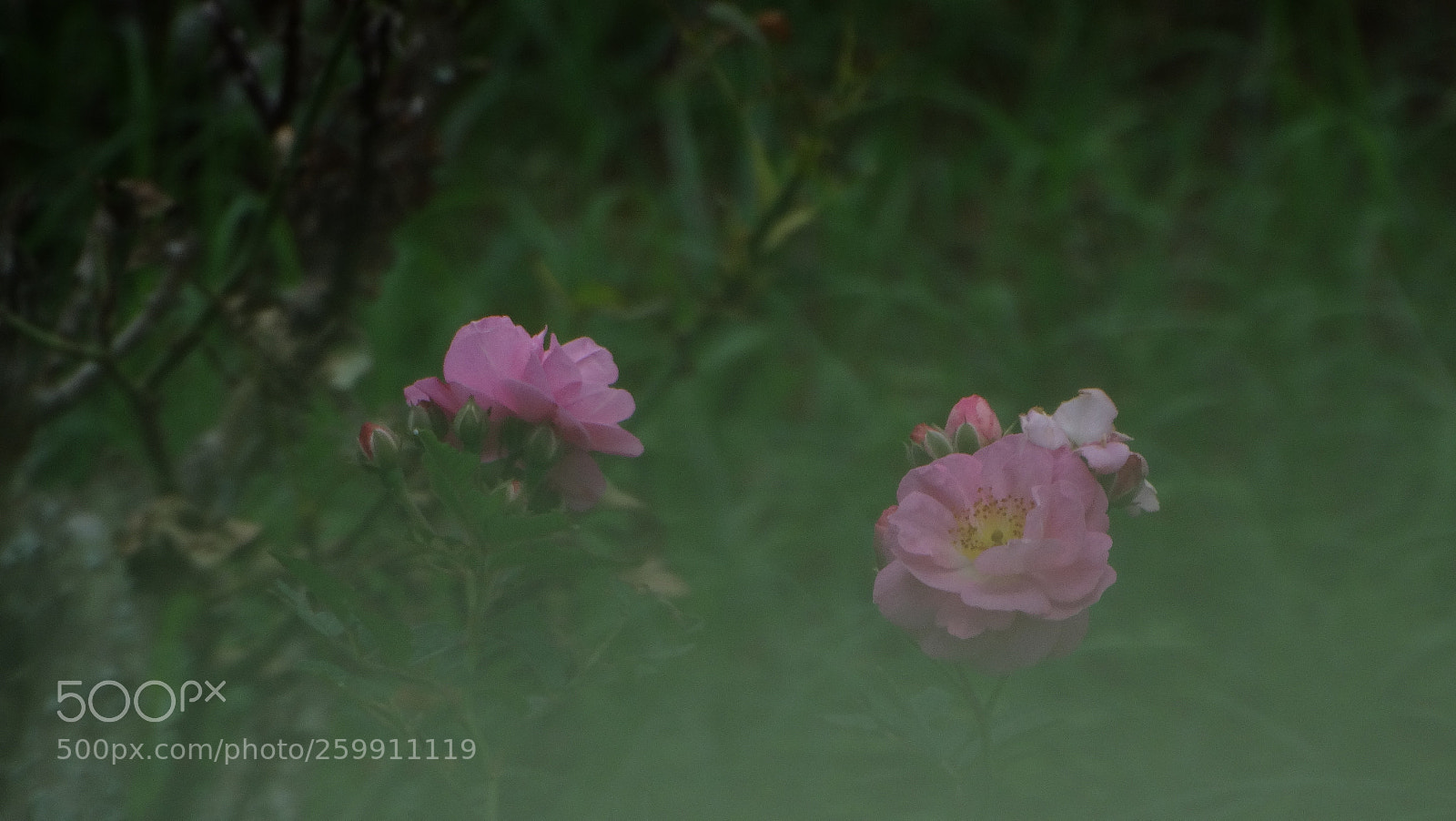 Sony Cyber-shot DSC-HX300 sample photo. Rose photography