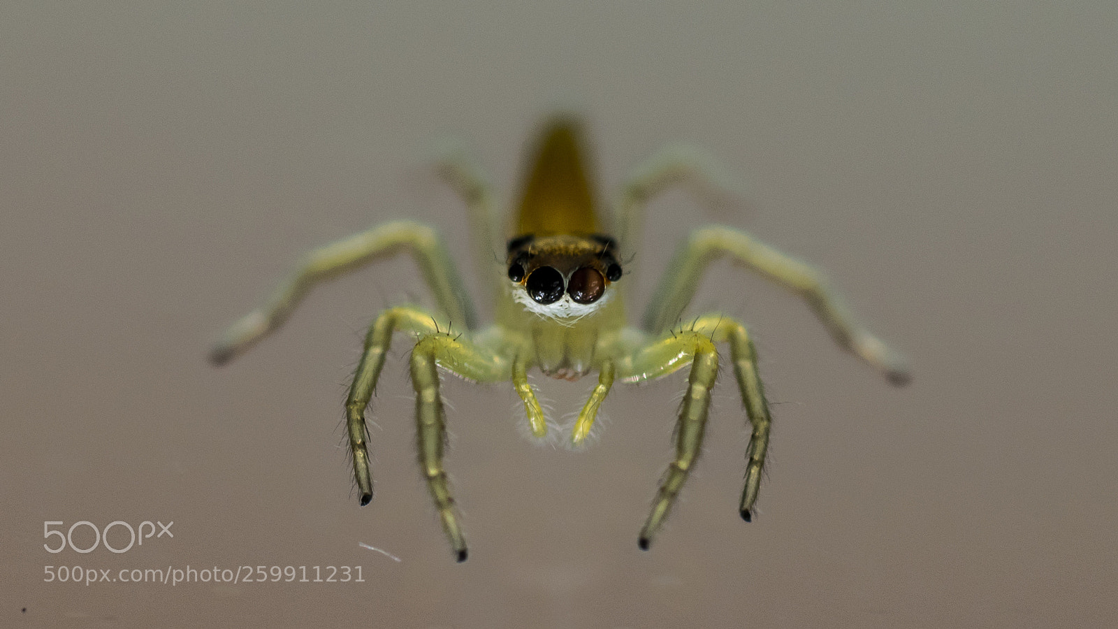 Nikon D5300 sample photo. The jumping spider photography