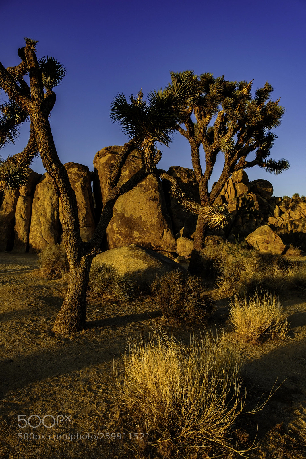 Fujifilm X-T2 sample photo. Joshua tree @ sunset photography