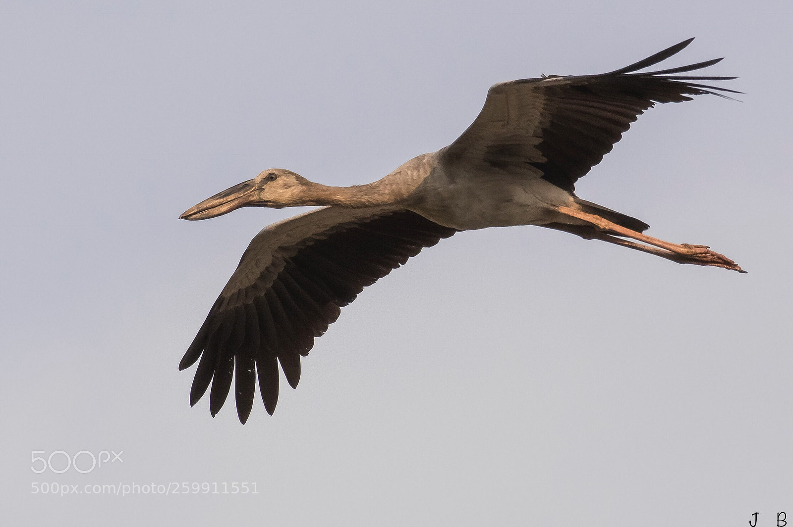 Nikon D500 sample photo. Open billed stork photography
