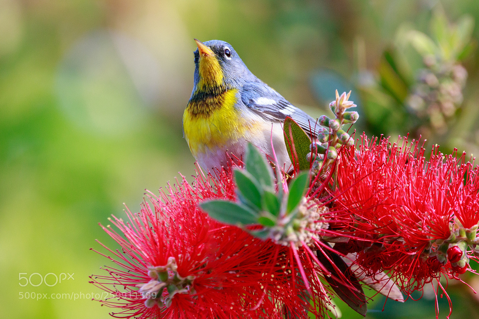 Canon EOS 7D Mark II sample photo. Northern parula on bottle photography