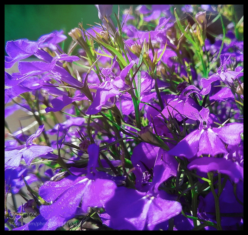 HUAWEI P8 Lite sample photo. Untitled photography