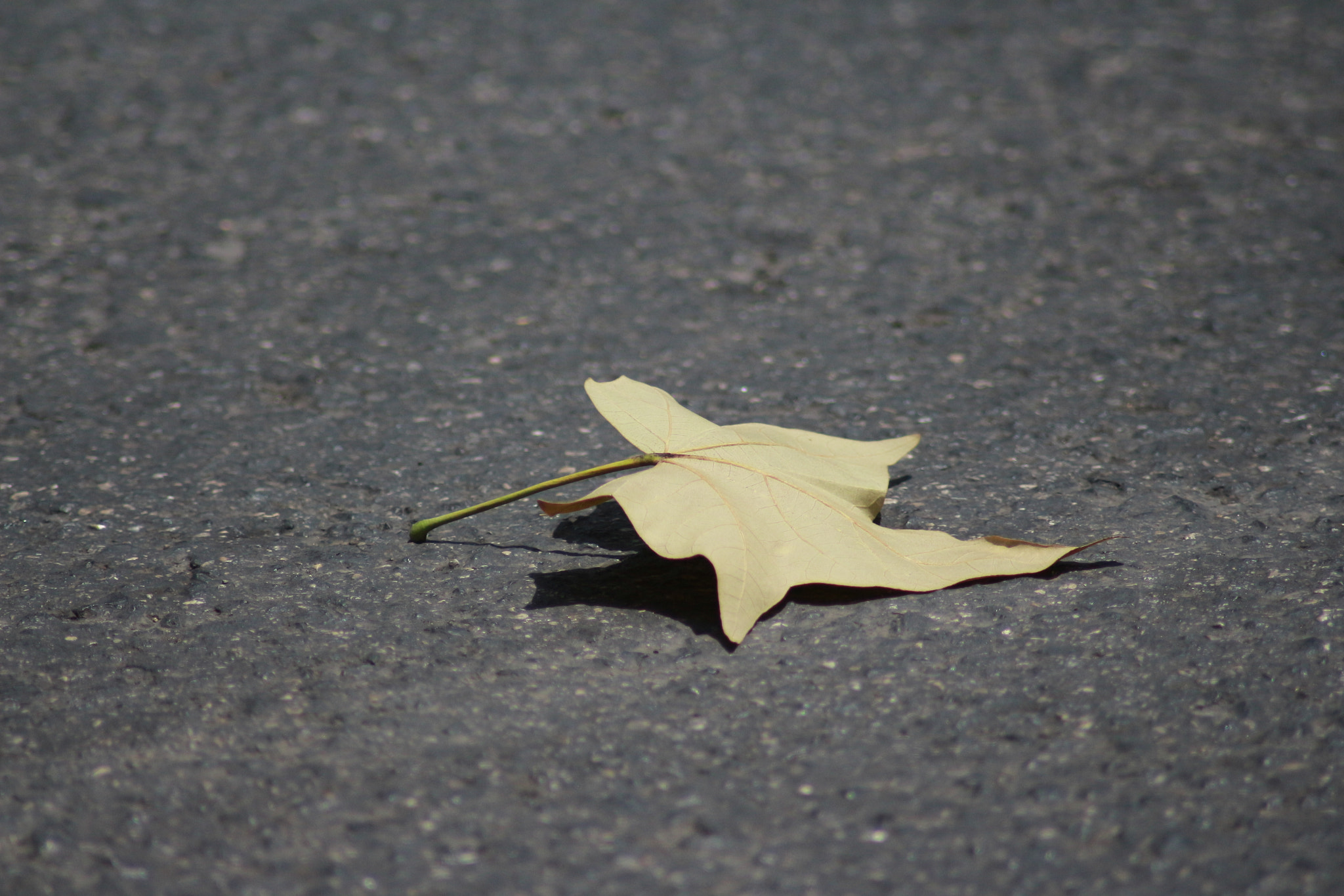 Canon EOS 700D (EOS Rebel T5i / EOS Kiss X7i) sample photo. Leaf photography