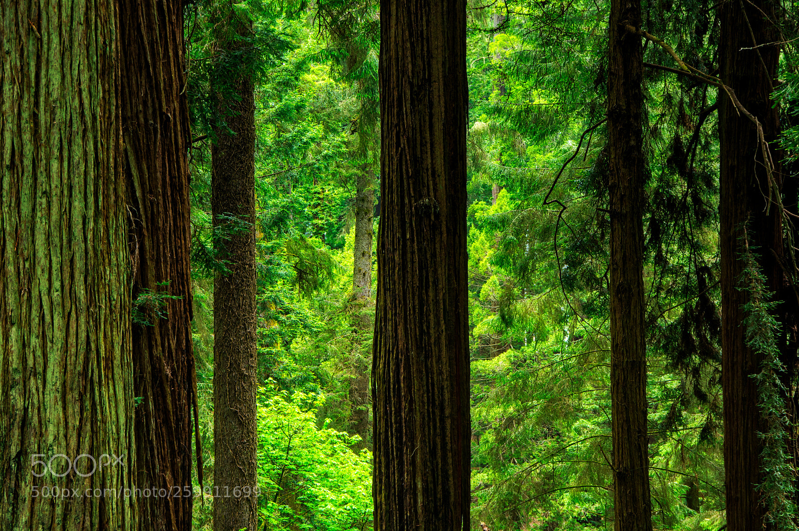 Pentax K-3 II sample photo. Eureka photography