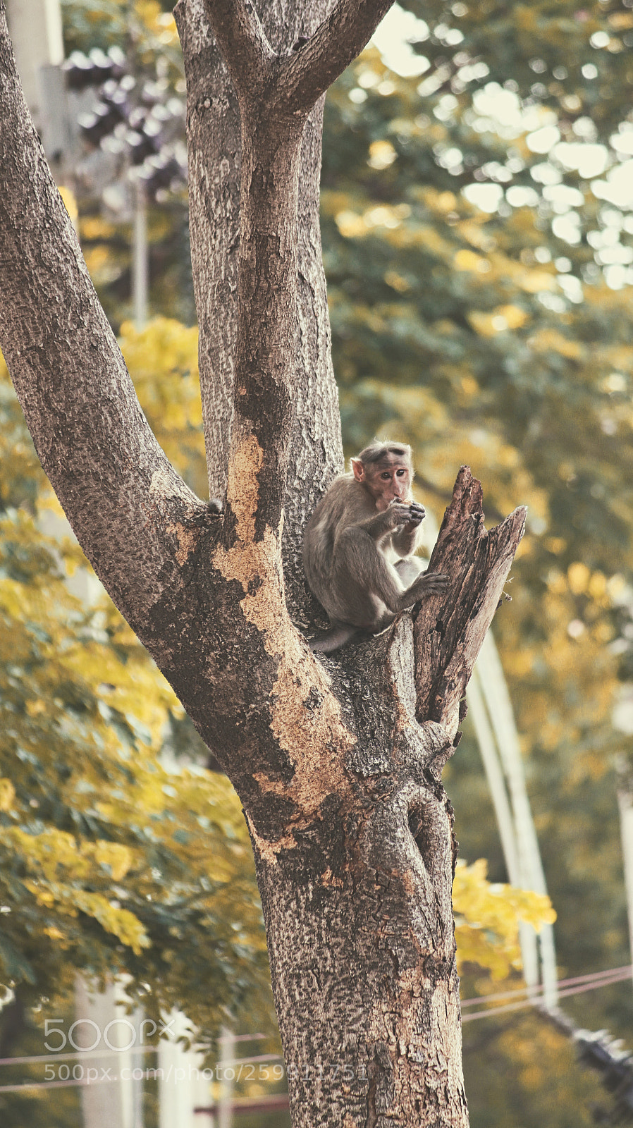 Canon EOS 700D (EOS Rebel T5i / EOS Kiss X7i) sample photo. Monkey on tree with photography