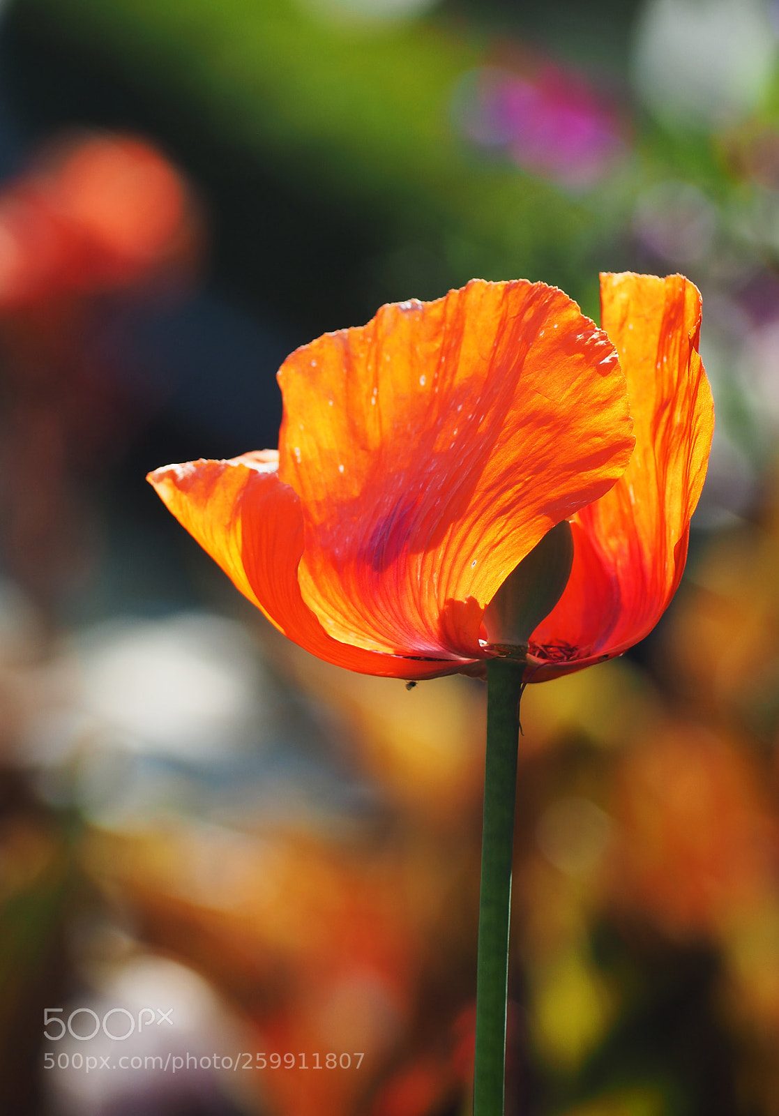 Olympus OM-D E-M5 II sample photo. Blazing tulip photography