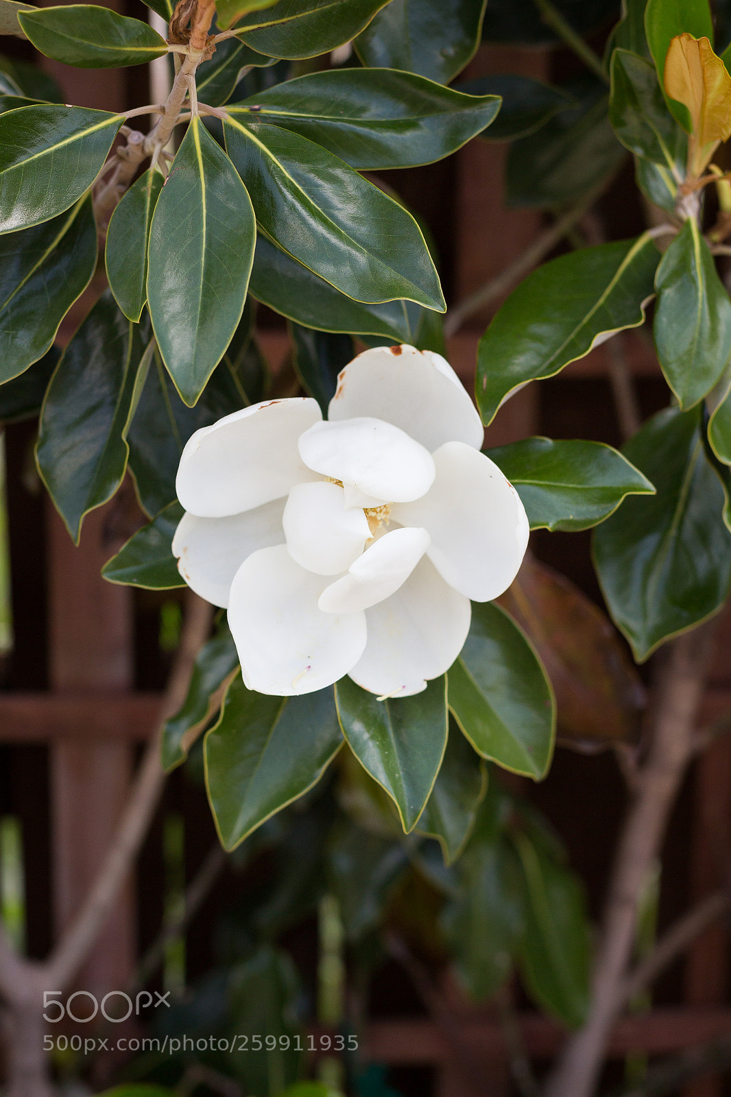 Canon EOS 700D (EOS Rebel T5i / EOS Kiss X7i) sample photo. Magnola bloom photography