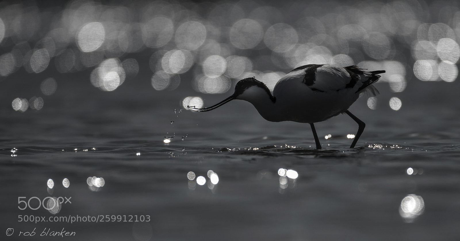 Nikon D850 sample photo. Pied avocet photography