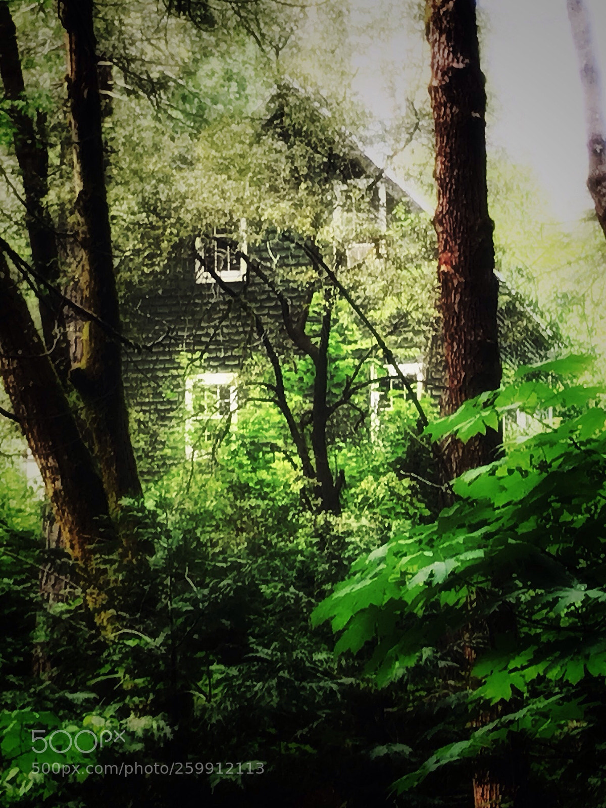 Apple iPhone 7 sample photo. House in the woods photography