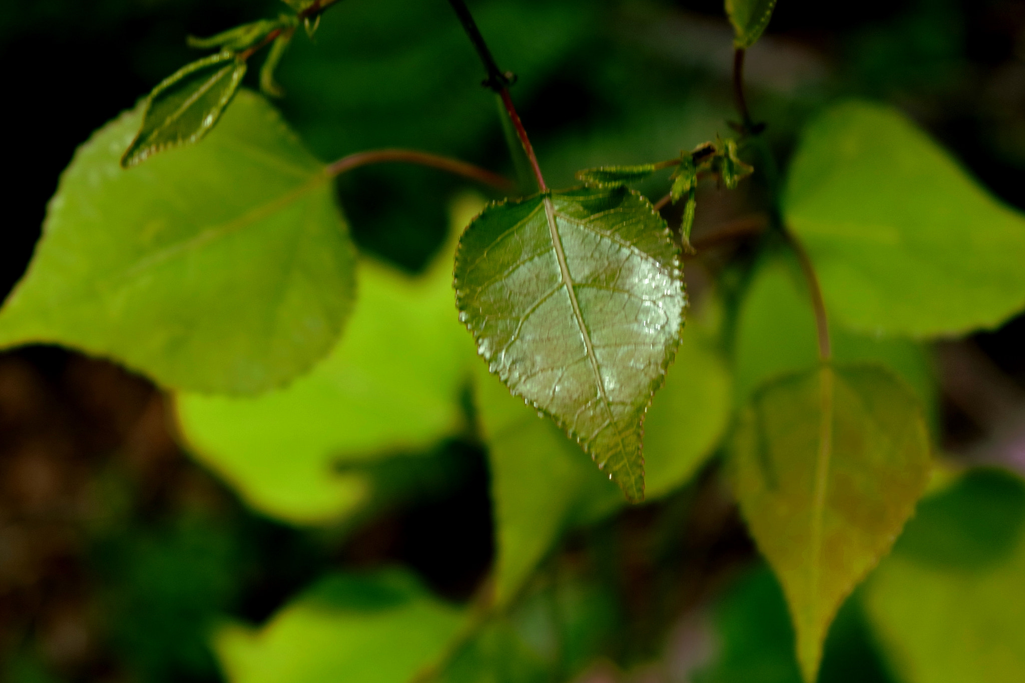 Samsung NX3000 sample photo. Green leaf photography