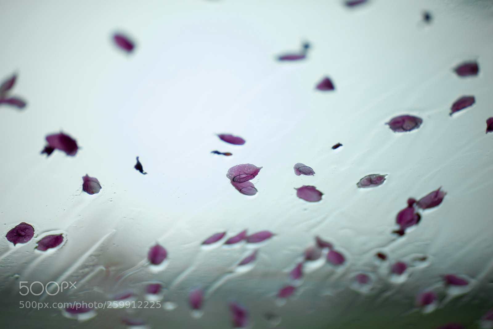 Canon EOS 5D Mark II sample photo. Untitled photography