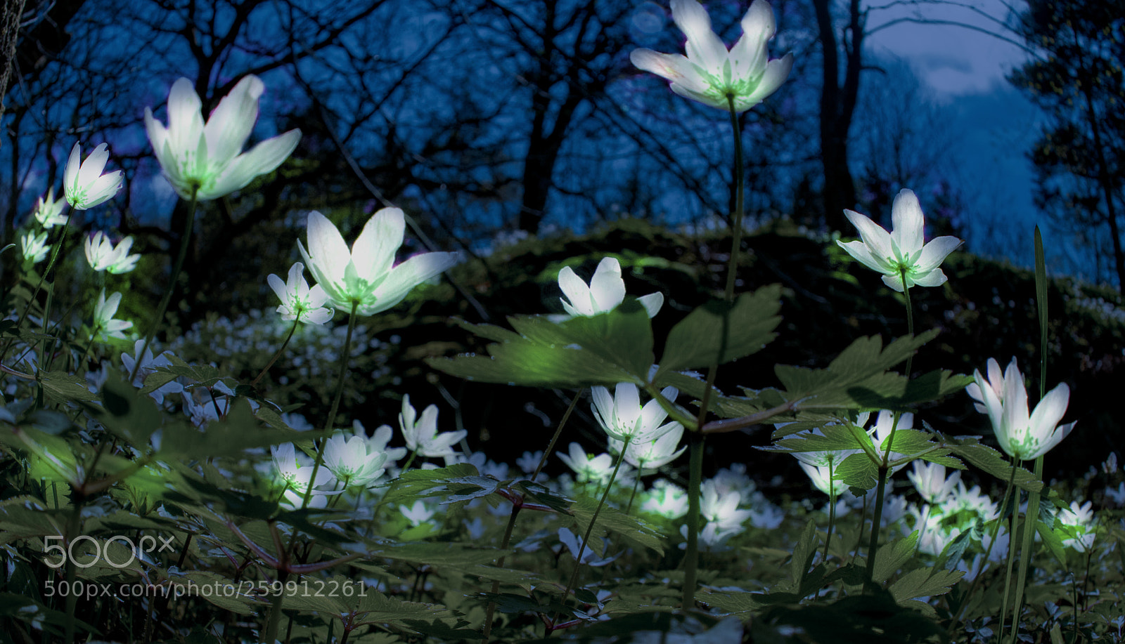 Nikon D5300 sample photo. Wood anemone photography