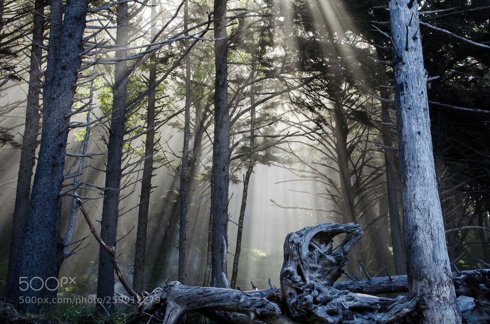 Nikon D5100 sample photo. Zen in the forest photography