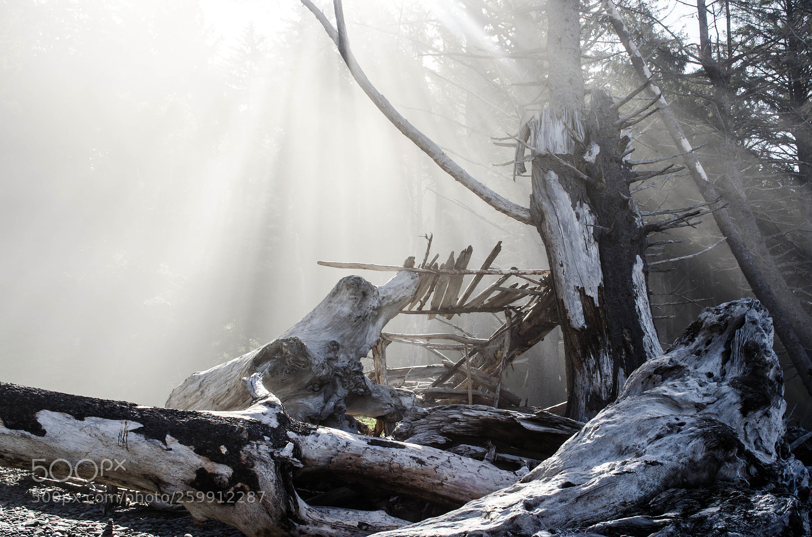 Nikon D5100 sample photo. Driftwood photography