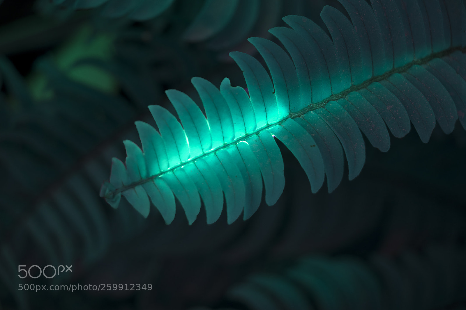 Canon EOS 80D sample photo. Fantasy leaf photography