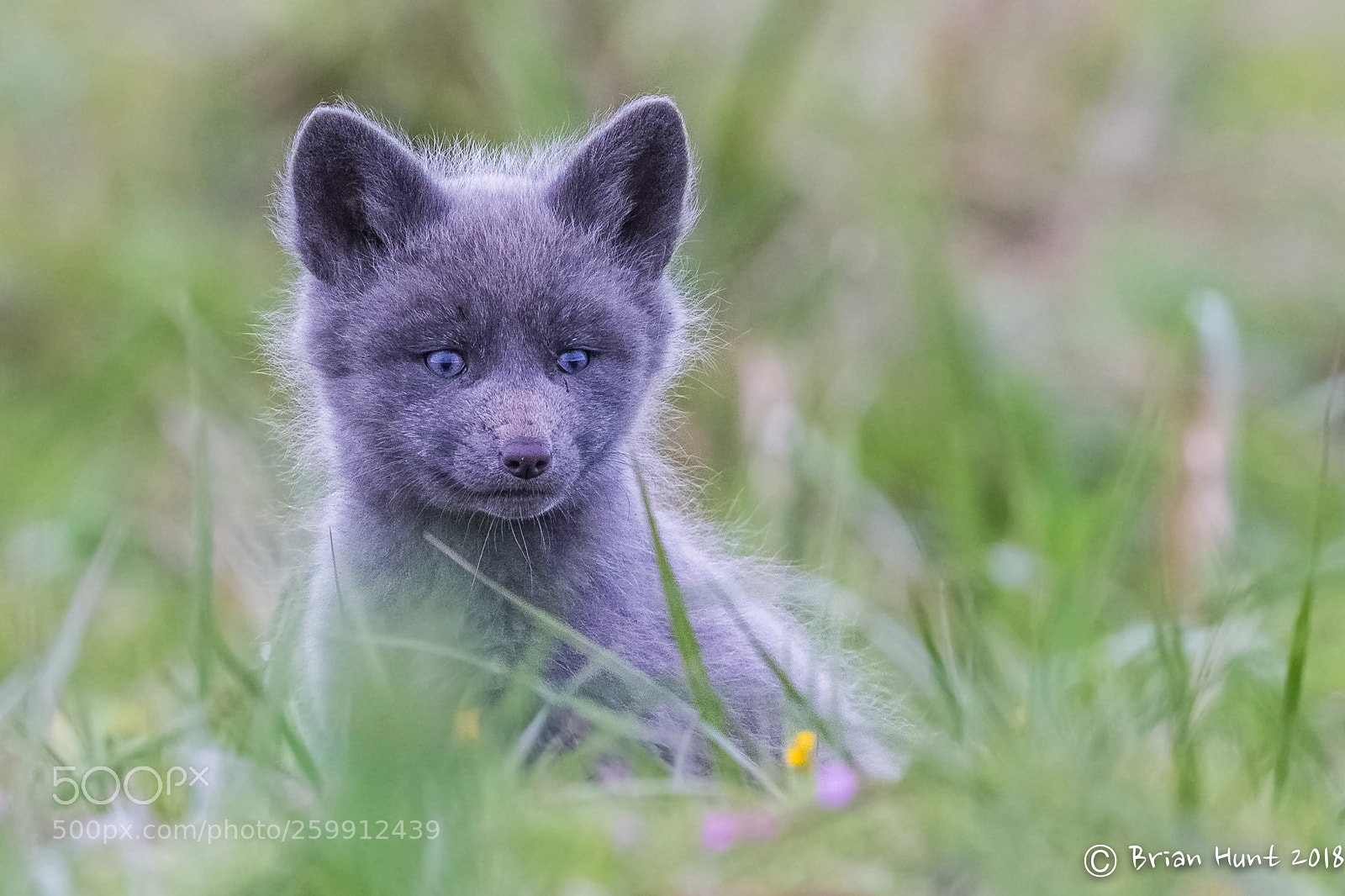 Canon EOS-1D X sample photo. Little grey fox photography