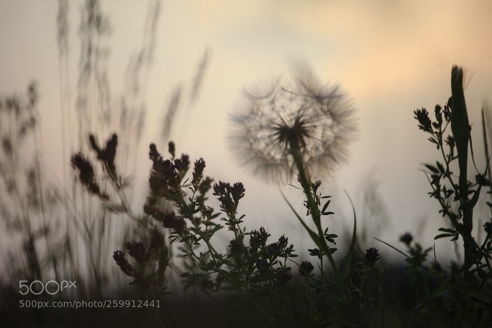 Canon EOS 5D Mark II sample photo. Flower photography