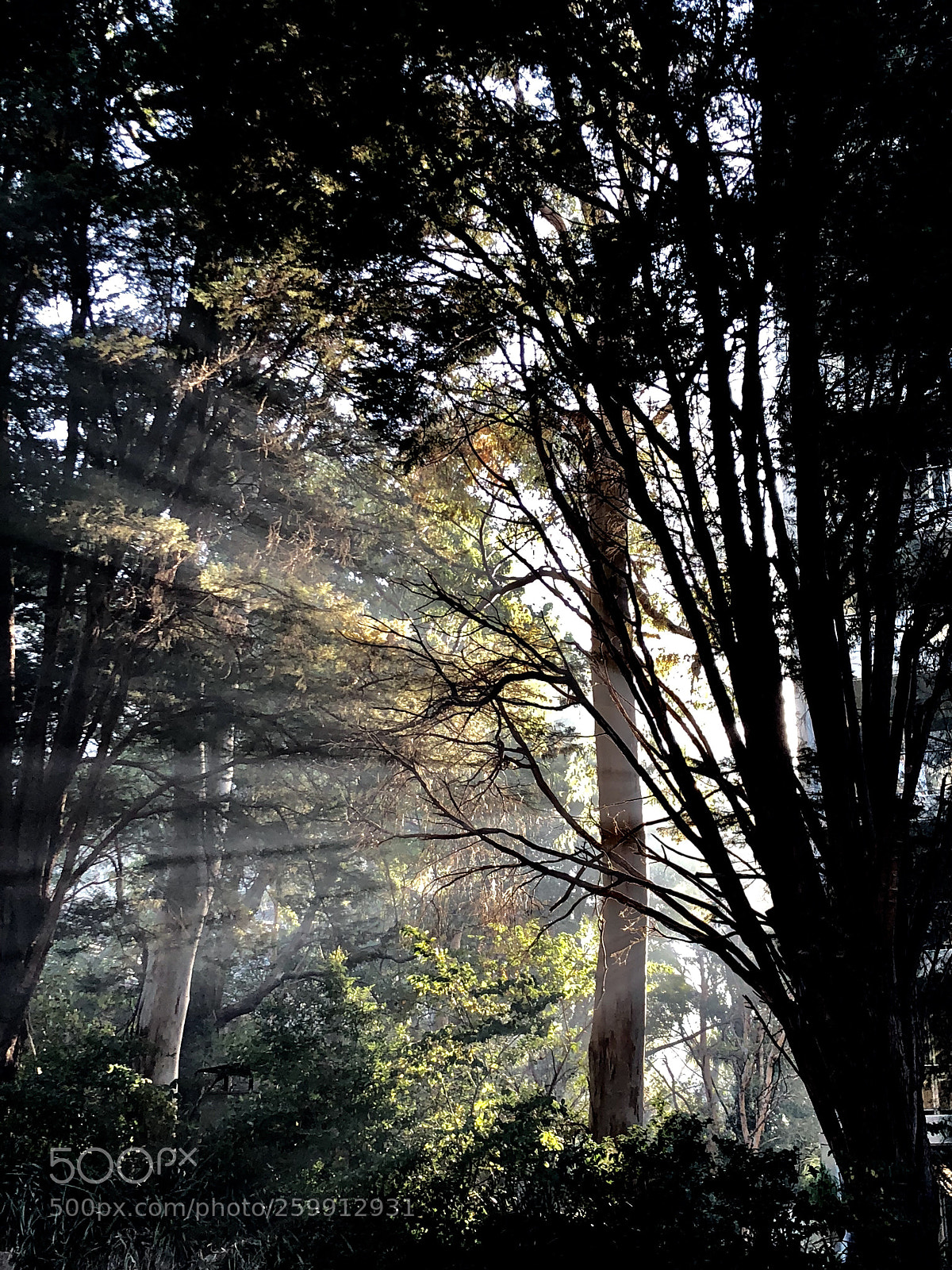 Apple iPhone X sample photo. Autumn  photography